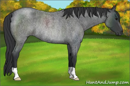 Horse Color:Blue Roan Rabicano 