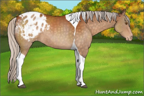 Horse Color:Silver Buckskin Sabino Tobiano Appaloosa Rabicano 