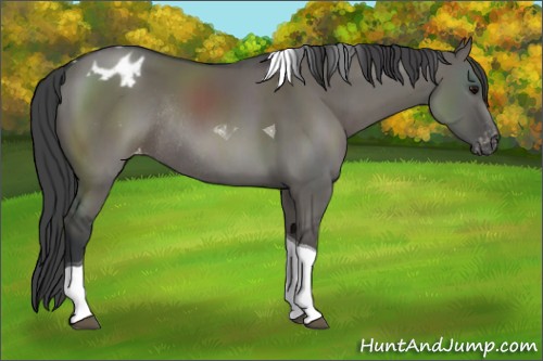 Horse Color:Grullo Sabino Tobiano Appaloosa Rabicano 