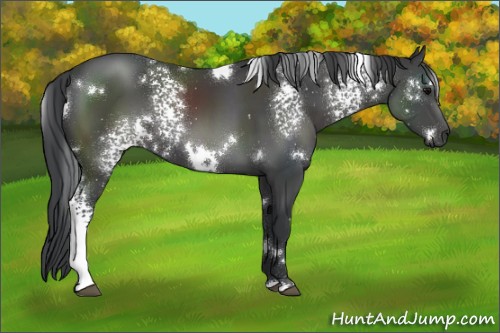 Horse Color:White Spotted Black 