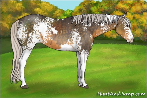 Horse Color:White Spotted Silver Smoky Black 