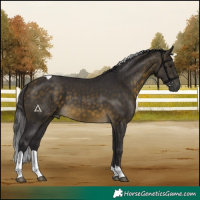 Horse Color:Buckskin Tobiano