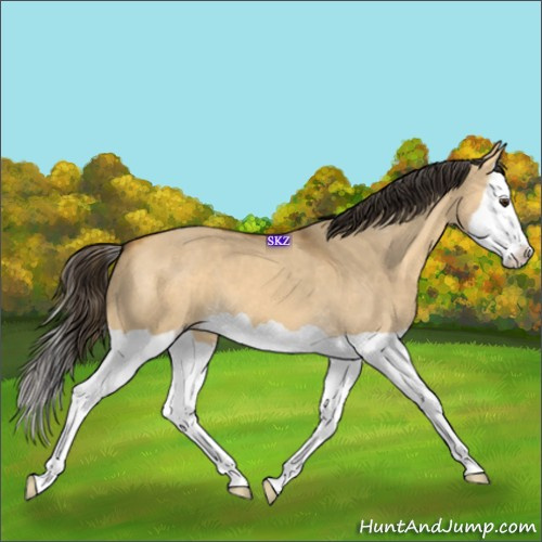 Horse Color:Buckskin Dun Splash
