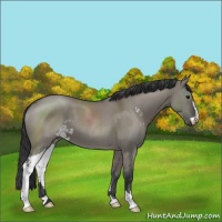 Horse Color:Grullo Roan Sabino 