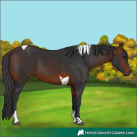 Horse Color:Bay Tobiano 
