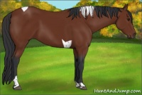 Horse Color:Bay Tobiano 