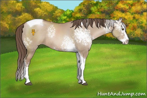 Horse Color:White Spotted Grullo Pearl Splash Tobiano Rabicano 