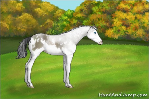 Horse Color:White Spotted Grullo Sabino Splash Rabicano 