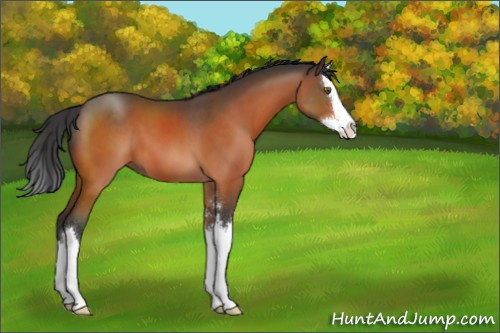 Horse Color:Brown Sabino Splash 