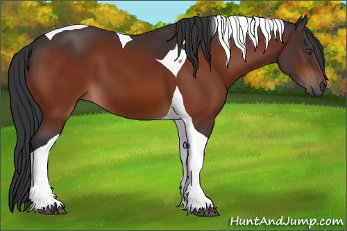 Horse Color:Bay Tobiano 