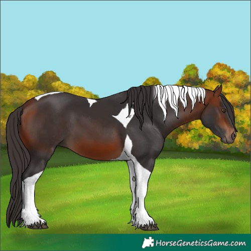 Horse Color:Bay Tobiano 