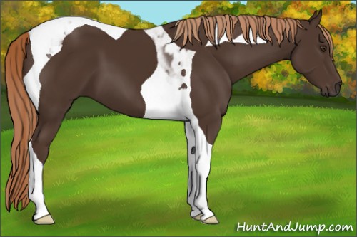 Horse Color:Liver Chestnut Tobiano