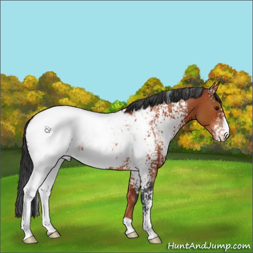 Horse Color:White Spotted Brown Appaloosa 