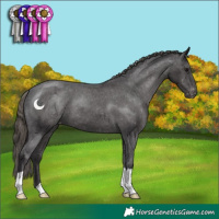 Horse Color:Smoky Black Appaloosa 