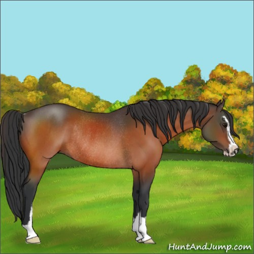 Horse Color:Bay Sabino Rabicano