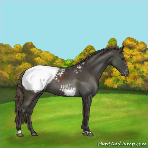 Horse Color:Smoky Black Appaloosa 