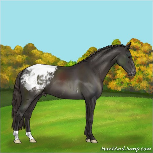 Horse Color:Smoky Black Appaloosa 