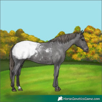 Horse Color:Smoky Black Appaloosa 