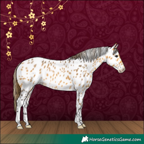 Horse Color:Buckskin Near Leopard