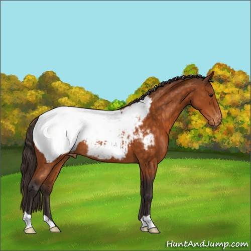 Horse Color:Buckskin Appaloosa 