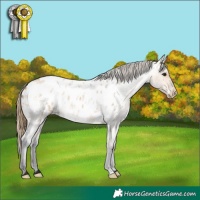 Horse Color:Buckskin Roan Blanket 