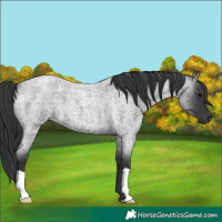 Horse Color:Blue Roan 