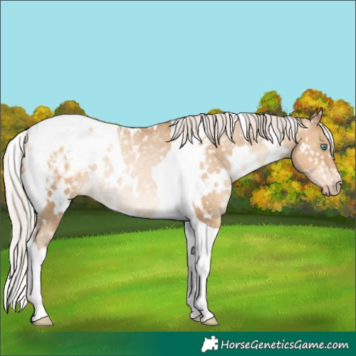 Horse Color:Gray White Spotted Silver Classic Cream Champagne Pearl Tobiano Blanket Rabicano 