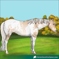 Horse Color:Gray White Spotted Silver Classic Cream Champagne Pearl Tobiano Blanket Rabicano