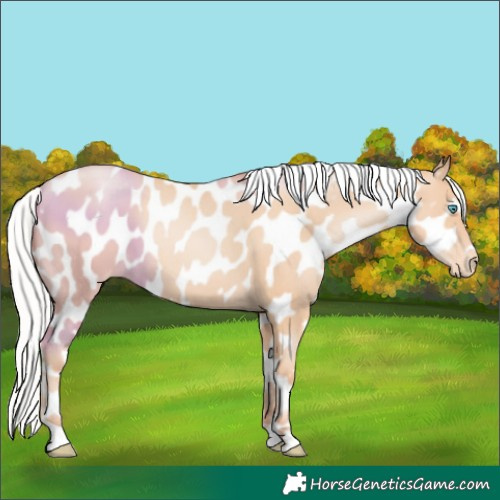 Horse Color:Silver Classic Champagne Pearl Appaloosa 