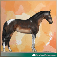 Horse Color:Gray Brown Tobiano