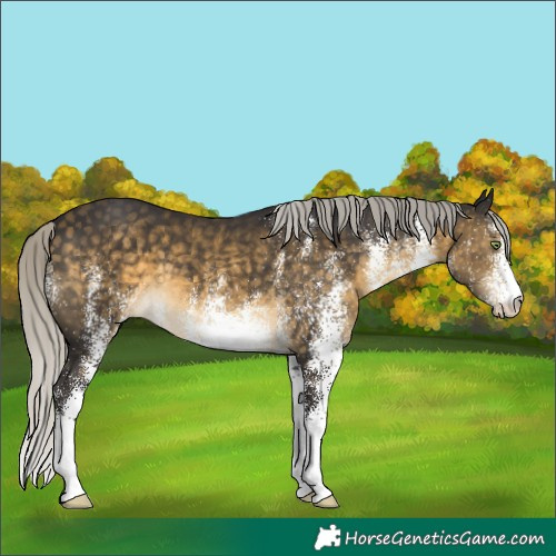 Horse Color:White Spotted Silver Buckskin