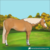 Horse Color:Palomino
