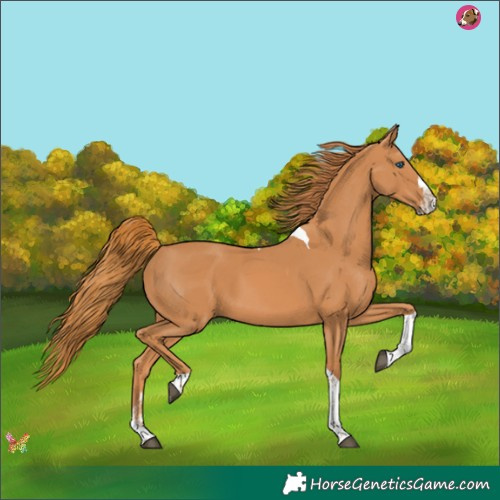 Horse Color:Chestnut Splash Tobiano 