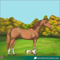 Horse Color:Chestnut Splash Tobiano