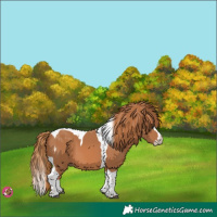 Horse Color:Chestnut Splash Tobiano