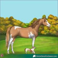 Horse Color:Chestnut Splash Tobiano