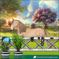 Horse Color:Gold Champagne Splash 