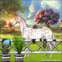 Horse Color:Silver Brown Dun Sabino Appaloosa