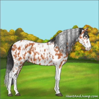 Horse Color:Bay Splash Tobiano Leopard and Bay Splash Tobiano Leopard