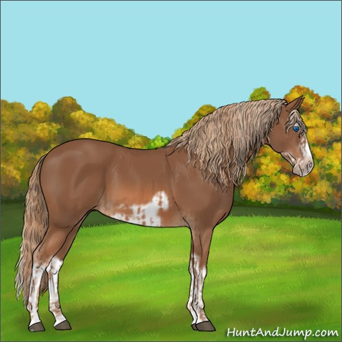 Horse Color:Chestnut Splash Frame  and Chestnut Splash Frame 