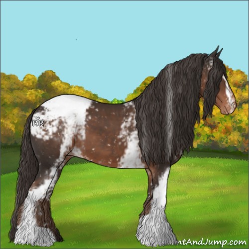 Horse Color:White Spotted Liver Chestnut Appaloosa 