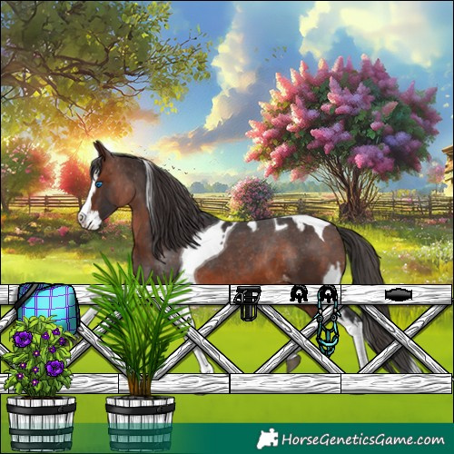 Horse Color:Brown Splash Tobiano Appaloosa  and Brown Splash Tobiano Appaloosa Rabicano 