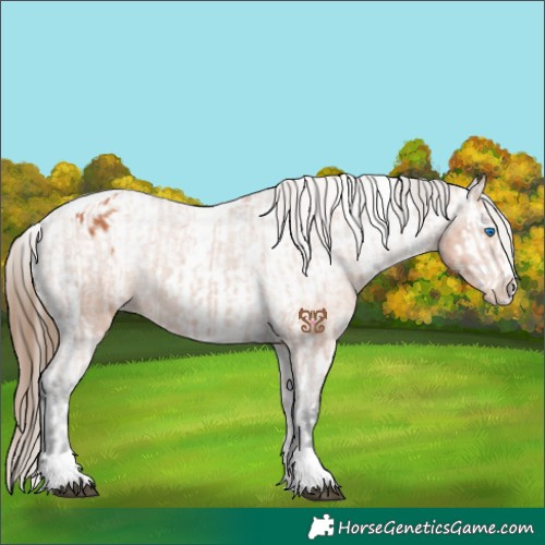 Horse Color:Bay Splash Tobiano Appaloosa  and Bay Splash Tobiano Appaloosa 