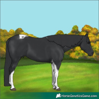 Horse Color:Black Tobiano 