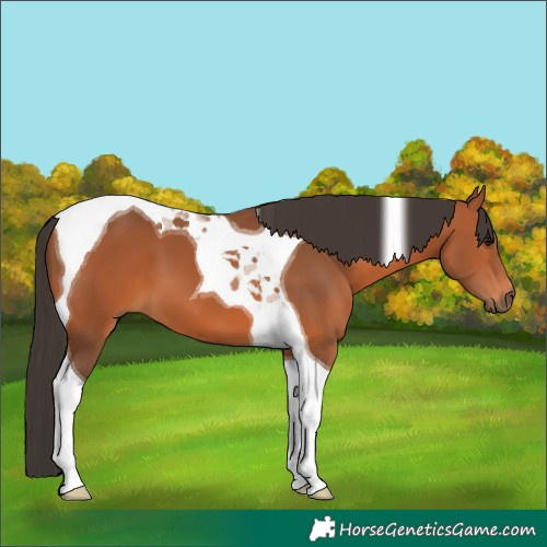 Horse Color:Bay Tobiano 