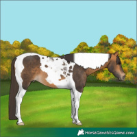 Horse Color:Buckskin Tobiano 