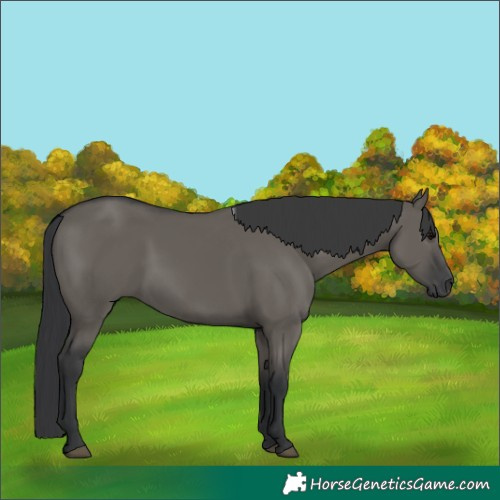 Horse Color:Grullo
