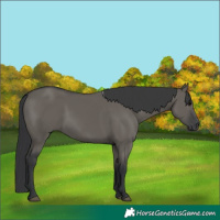 Horse Color:Grullo 