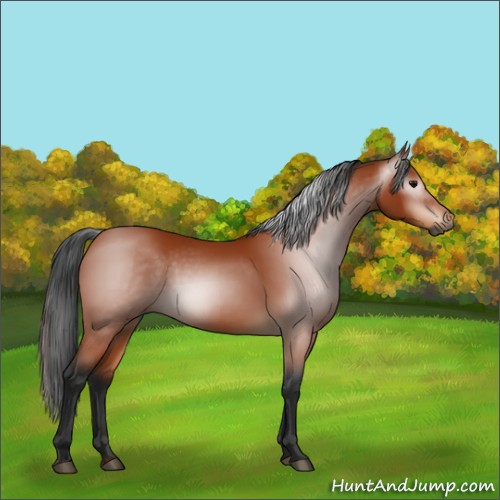 Horse Color:Gray Bay 