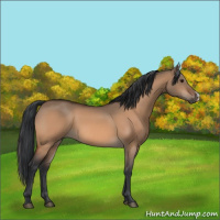 Horse Color:Bay Dun 